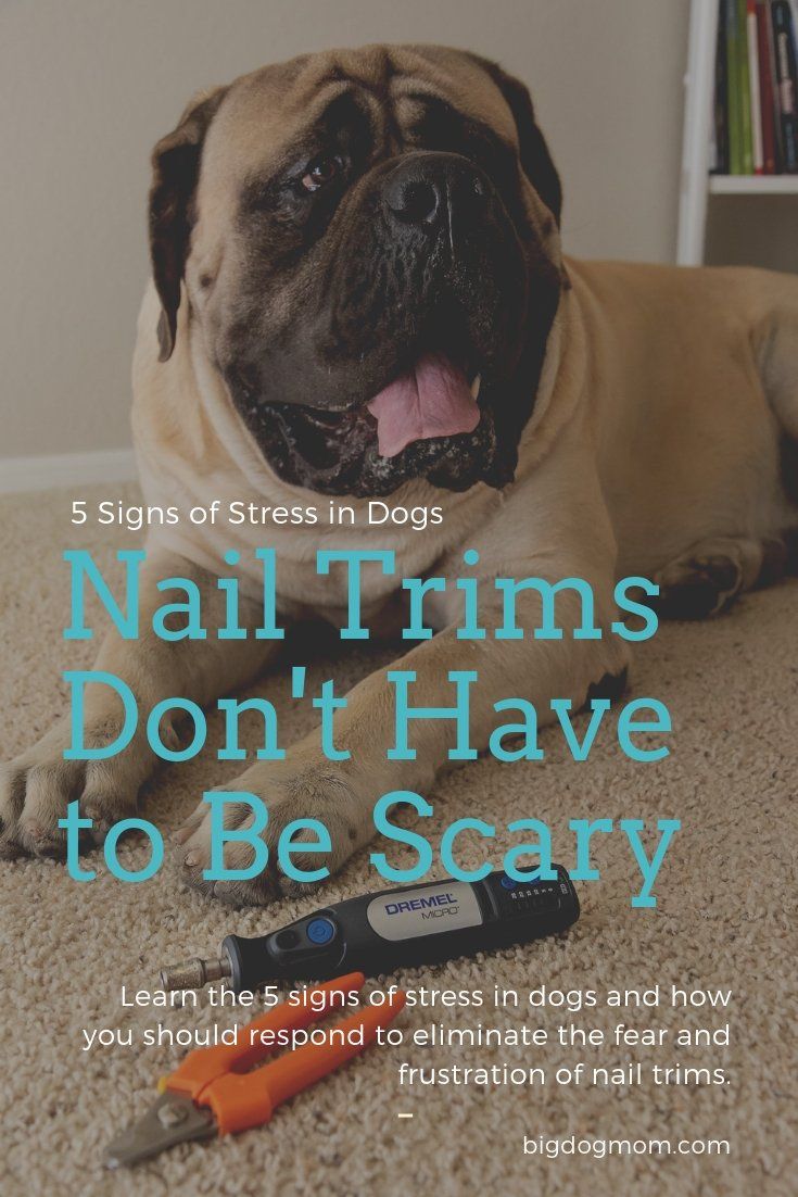 5 Subtle Signs Of Stress In Dogs Take The Fear Out Of Nail Trims