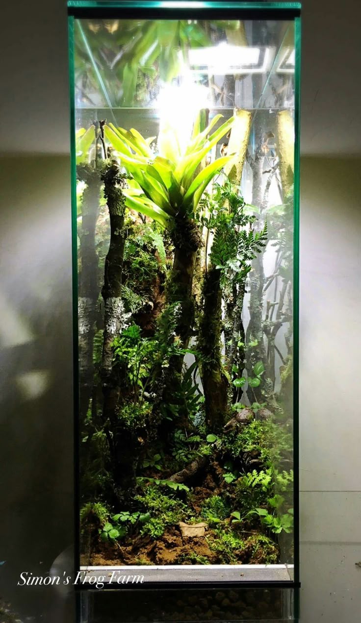 252 Best Crested Gecko Images On Pinterest Reptile Enclosure Lizard Terrarium, Crested Gecko, Geckos, Fish Tanks, Aquariums, Reptiles, Frogs - 252 Best Crested Gecko Images On Pinterest Reptile Enclosure