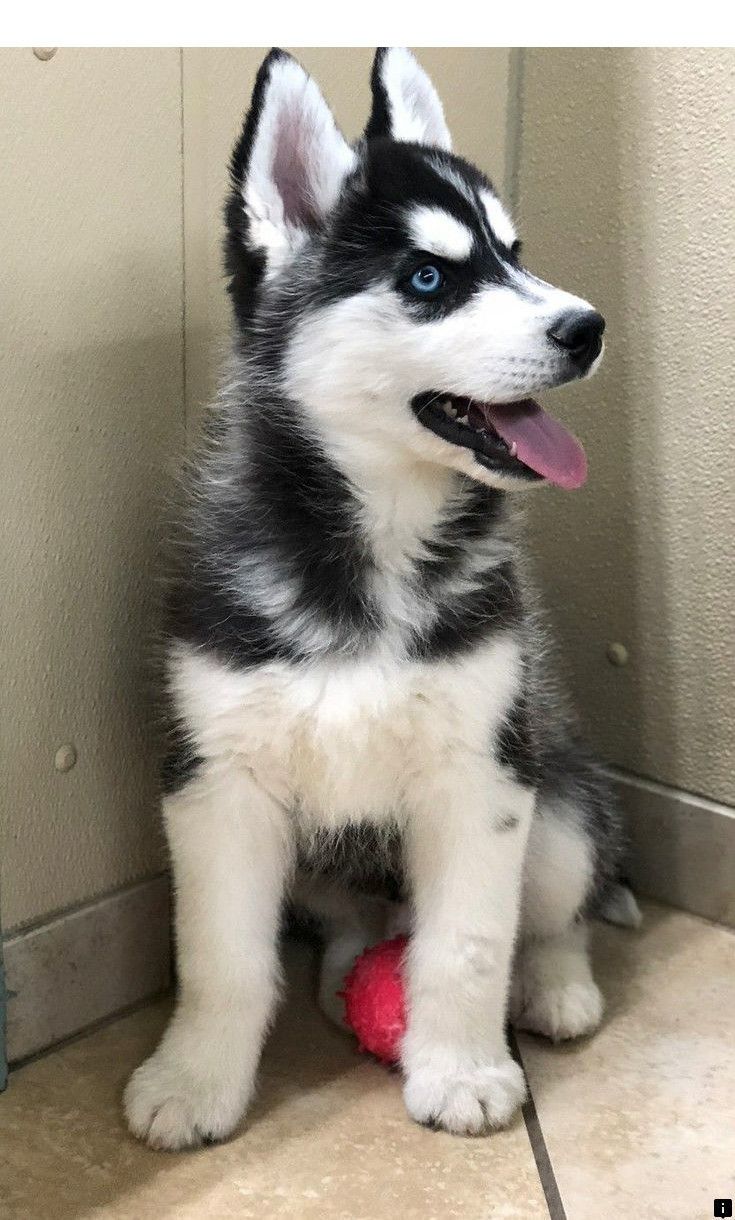 Follow The Link For More Husky Puppies Follow The Link To Get