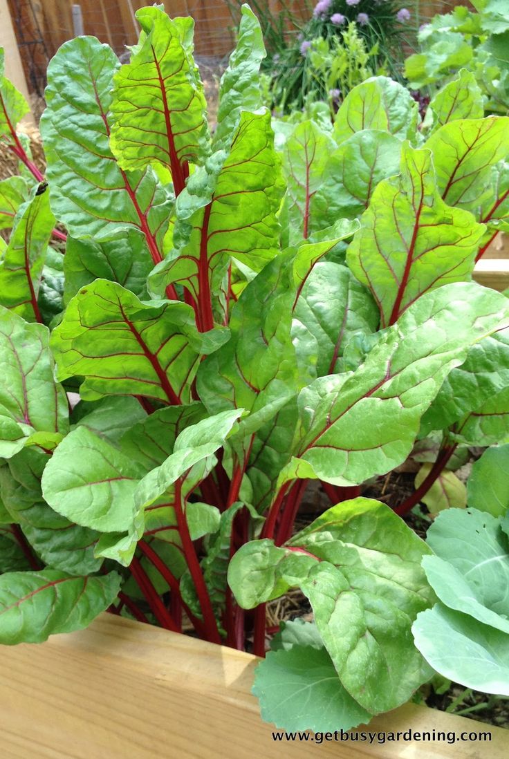 325 best Ve ables images on Pinterest Swiss chard & other veggies growing in part shade