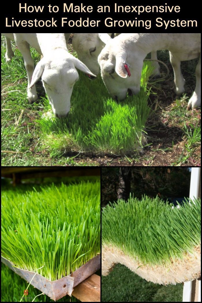 Production Of Animal Feed Pellets With Pellet Making Machine In 2020 Animal Feed Food Animals Making Machine