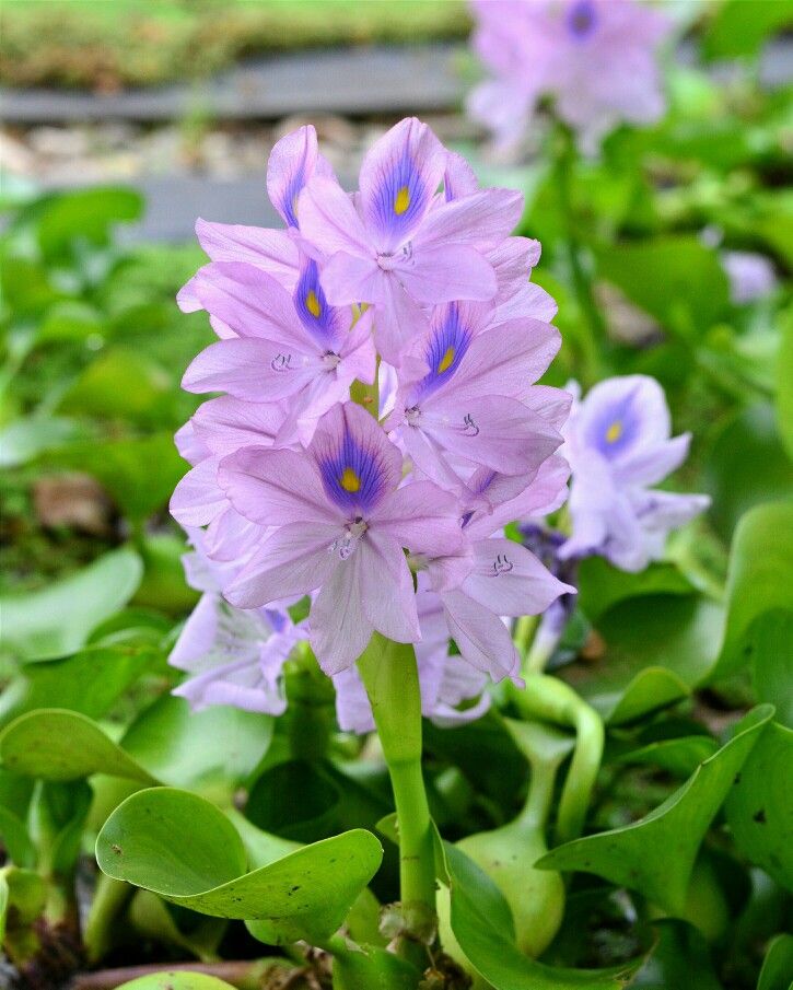 Pin by Giang on Fotos | Water hyacinth, Flowers, Plants Is It Illegal To Pick Water Lilies