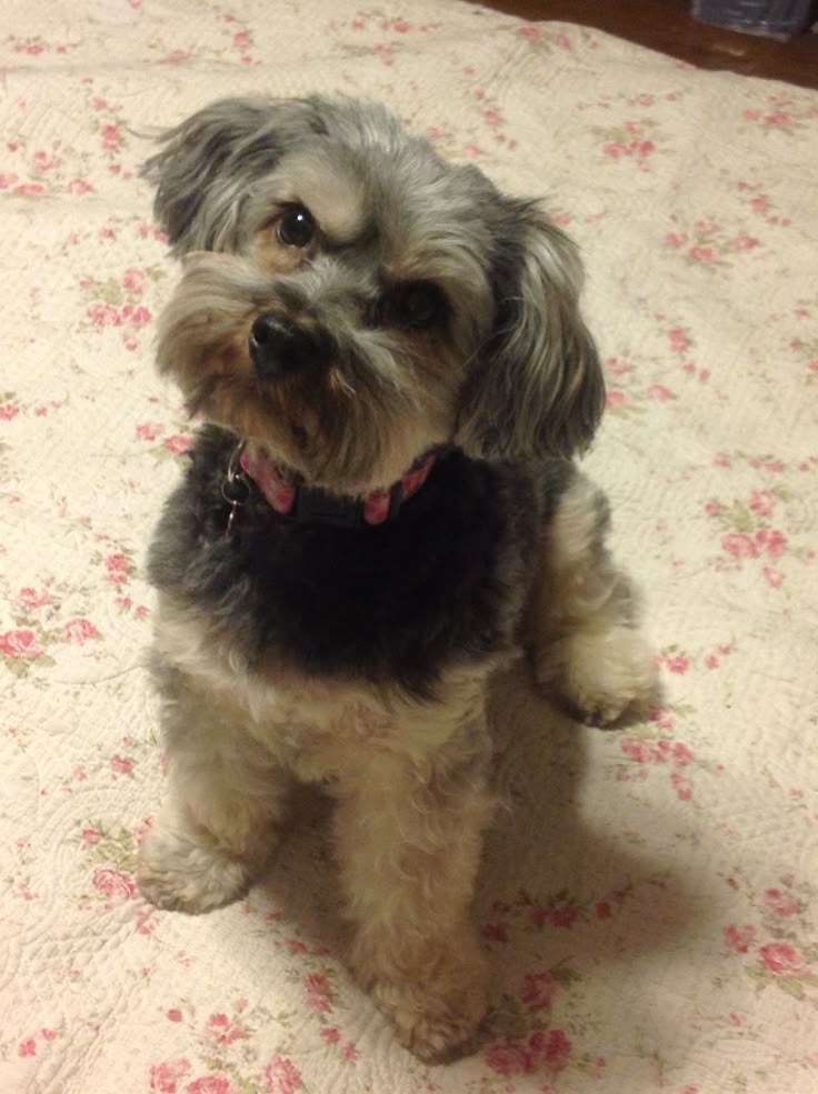 grooming yorkie poo 20 best yorkie poo haircuts images on yorkie poo haircut dogs and grooming yorkie poo 20 best yorkie poo haircuts images on yorkie poo haircut dogs and
