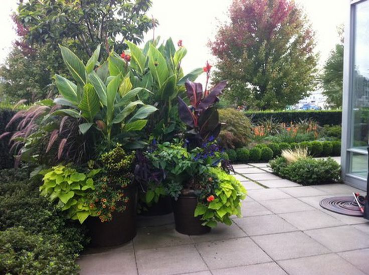 Garden Ideas Tropical 25 best landscaping images on pinterest | tropical plants Garden Ideas Tropical 25 best landscaping images on pinterest | tropical plants
