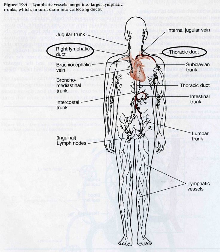 20 Best Nursing School Lymphatic System Images On Pinterest Nursing