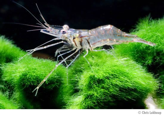 Australian Glass Shrimp Buy Australian Glass Shrimp Buy