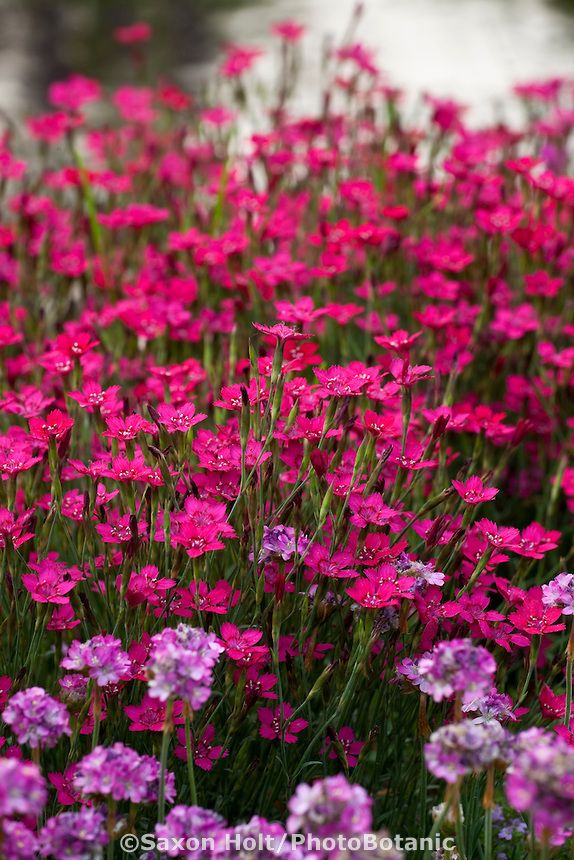 Flower Garden Ideas Illinois 67 best il wildflowers images on pinterest | illinois, wildflowers Flower Garden Ideas Illinois 67 best il wildflowers images on pinterest | illinois, wildflowers