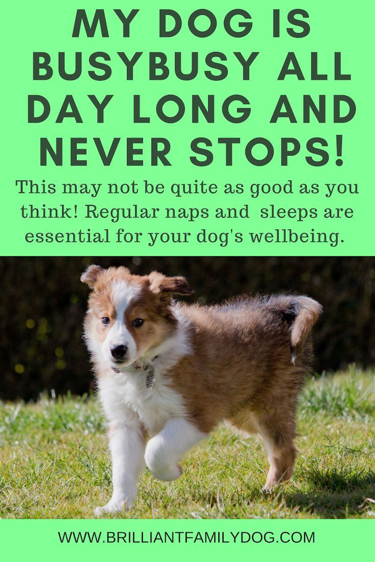 My Dog Is Busybusy All Day Long And Never Stops Dog Training
