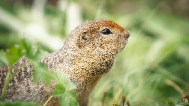Фото Сусликов Прикольные Фото Сусликов Прикольные