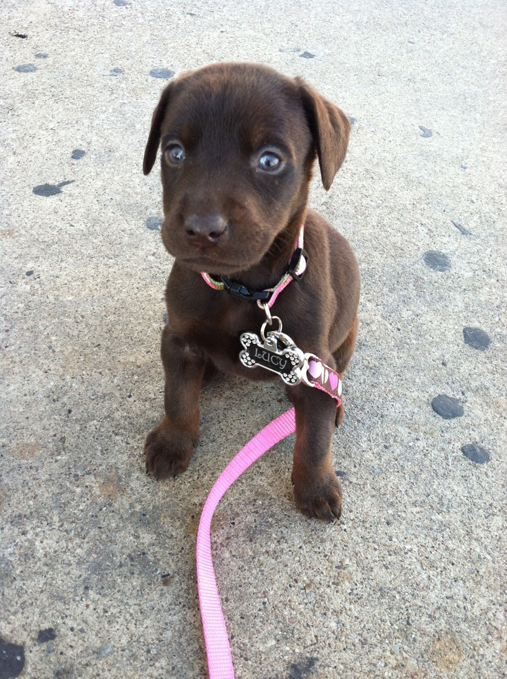 how to my puppy the 25 best chocolate doberman ideas on brown how to my puppy the 25 best chocolate doberman ideas on brown