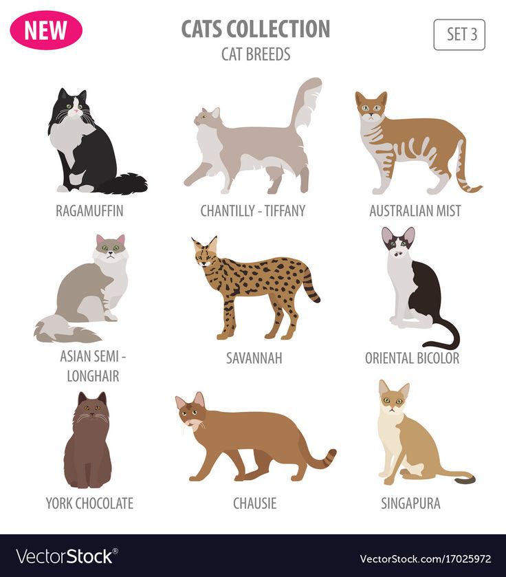 kittens to give away moncton