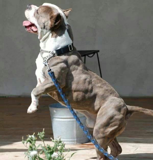 Best Food To Bulk Up My Pitbull Best Food To Bulk Up My Pitbull