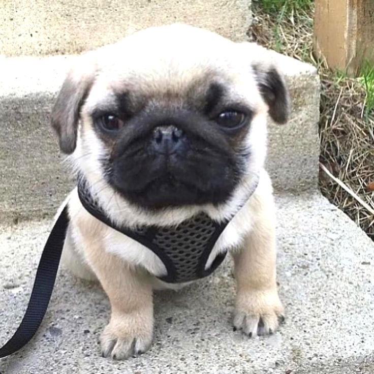 Zooplankton Cuteeeeeeeeeeeeeeeeeeee Baby Pugs Cute Pugs Pugs Funny