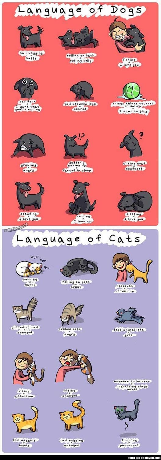 Cat Vs Dog Daily Diary Cat Vs Dog Daily Diary