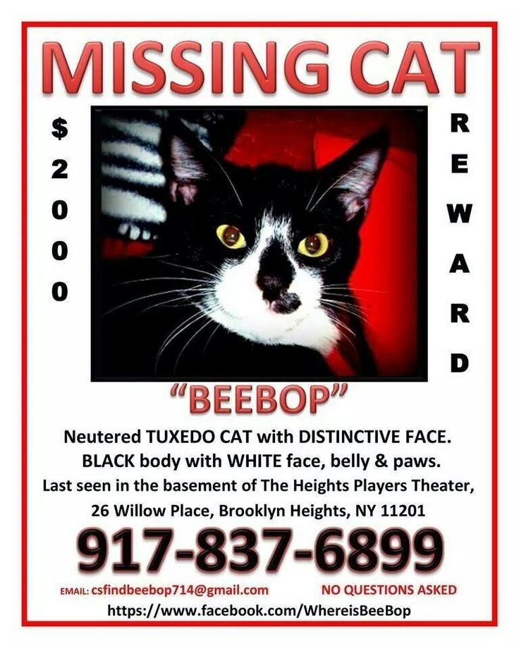 192 best LOST MISSING OR STOLEN PETS images on Pinterest Find - missing pet template 192 best LOST MISSING OR STOLEN PETS images on Pinterest Find - missing pet template