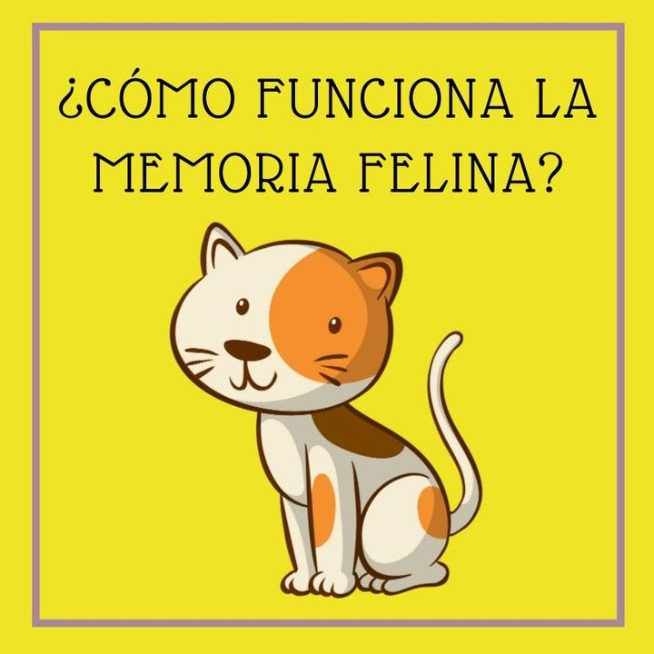 147 Me Gusta 3 Comentarios Tierra De Gatos Tierradegatos En Instagram La Observación Y Las Experiencias Propias Son L Gatos Artículos Para Gatos Gatito