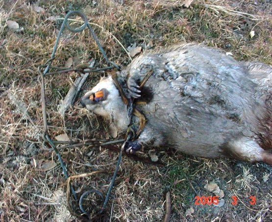Cat Tail Trapping Meaning Cat Tail Trapping Meaning
