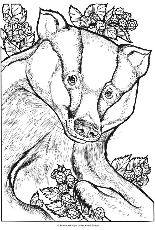 Creative haven wild animal portraits doverpublications Creative haven wild animal portraits doverpublications