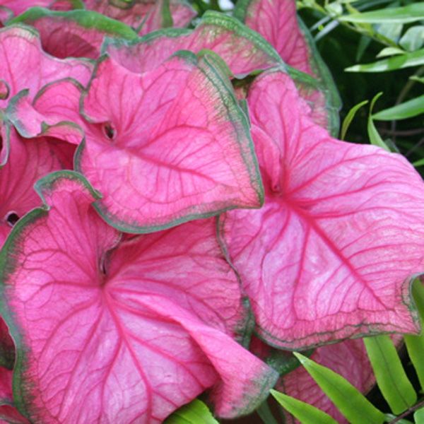 Tropical Caladium Bicolor Elephant Ear Bulbs Perennial Flower Plants Balcony Top Tropical Caladium Bicolor Elephant Ear Bulbs Perennial Flower Plants Balcony Top
