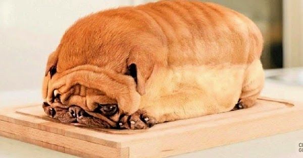 A New Type Of Pure Bread Pug With Images Funny Cats And Dogs