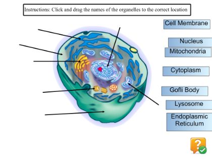 SMART Exchange - USA - Organelles | Organelles; Interactive classroom
