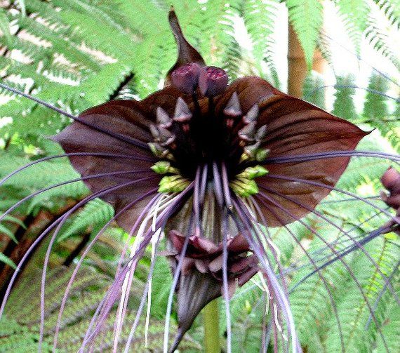 Tacca Chantrieri Aka Black Bat Flower Merci To Annick Thevenot For The Correction Strange Flowers Orchid Seeds Unusual Flowers