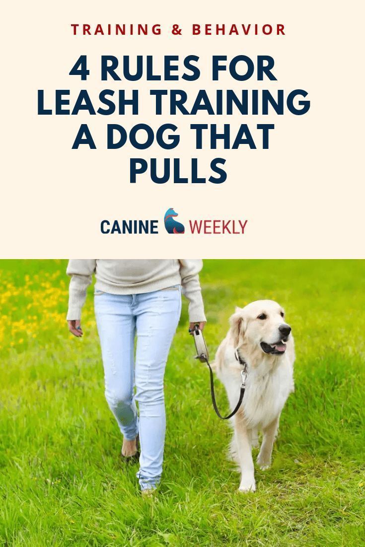 How To Leash Train A Puppy And Stop That Pulling Leash