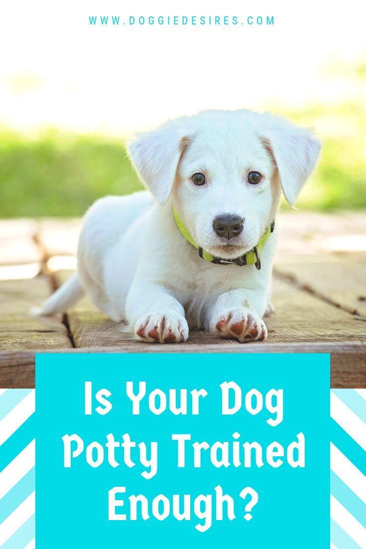 is your dog potty