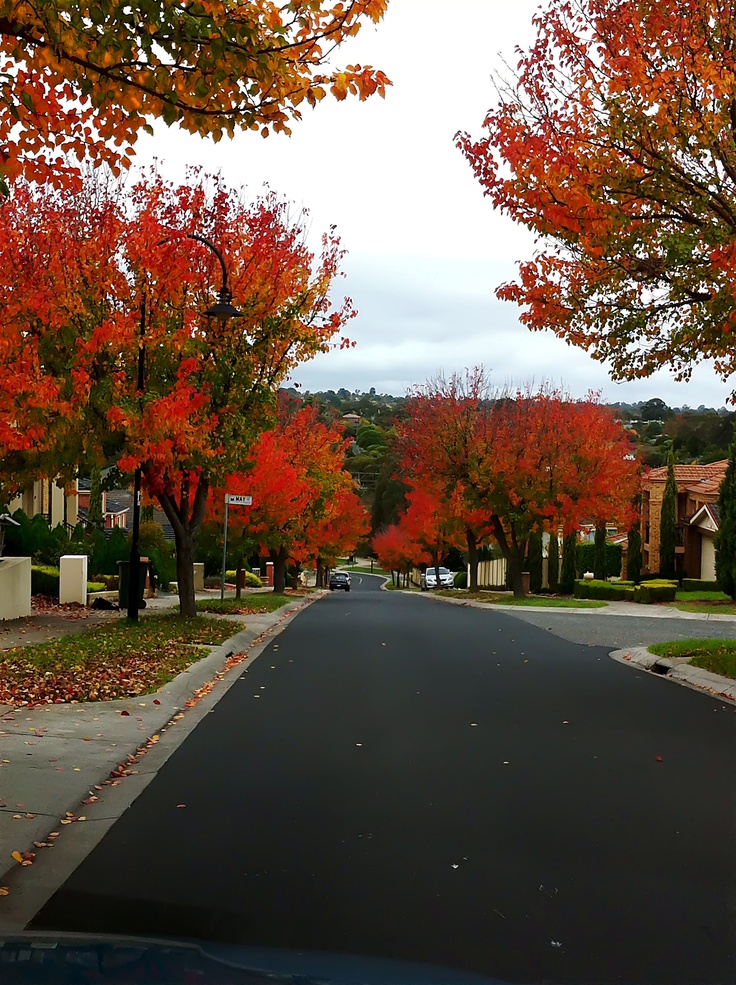 melbourne autumn street
