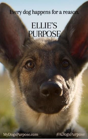 se filmer a dog s purpose 25 b 228 sta a dogs purpose movie id 233 erna p 229 pinterest bio se filmer a dog s purpose 25 b 228 sta a dogs purpose movie id 233 erna p 229 pinterest bio
