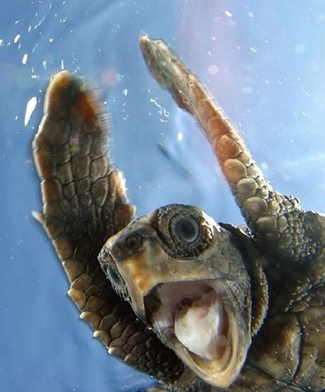 10 pictures of ecstatic turtles turtles pinterest happy turtle