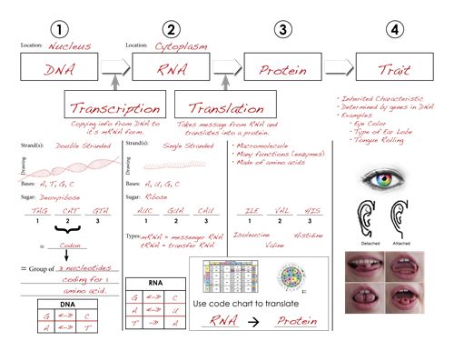 316 best GÉNÉTIQUE MOLÉCULAIRE images on Pinterest Gout, Ap - best of dna blueprint of life worksheet 316 best GÉNÉTIQUE MOLÉCULAIRE images on Pinterest Gout, Ap - best of dna blueprint of life worksheet