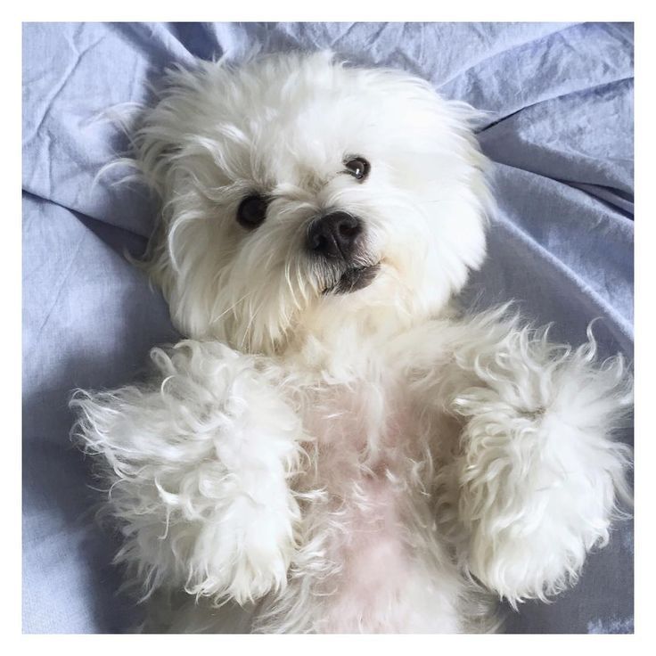 Meet The Ultimate Companion Dog The Coton De Tulear American