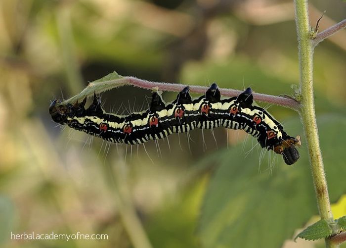 deter garden bugs and pests with nontoxic methods herbal academy of new england - Vegetable Garden Ideas New England deter garden bugs and pests with nontoxic methods herbal academy of new england - Vegetable Garden Ideas New England