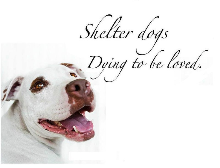 Pictures Of Rescue Dogs And Cats Pictures Of Rescue Dogs And Cats