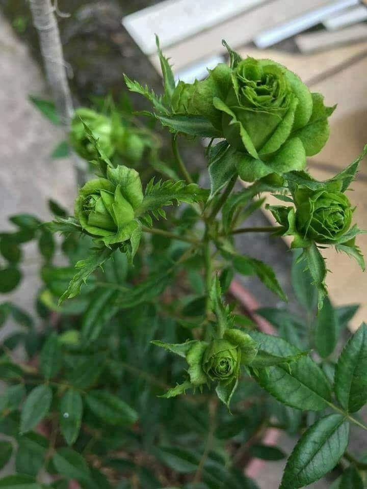 Fotos Imagens おしゃれまとめの人気アイデア Pinterest Fernanda Inoue 植物 花 フラワー Fotos Imagens おしゃれまとめの人気アイデア Pinterest Fernanda Inoue 植物 花 フラワー