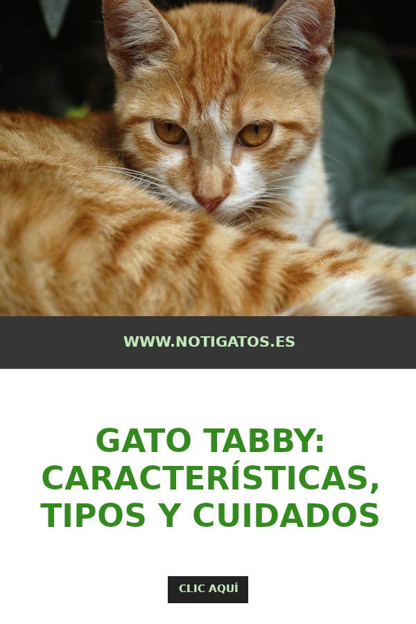 Qué Es Un Gato Tabby Gatos Felinos Animales