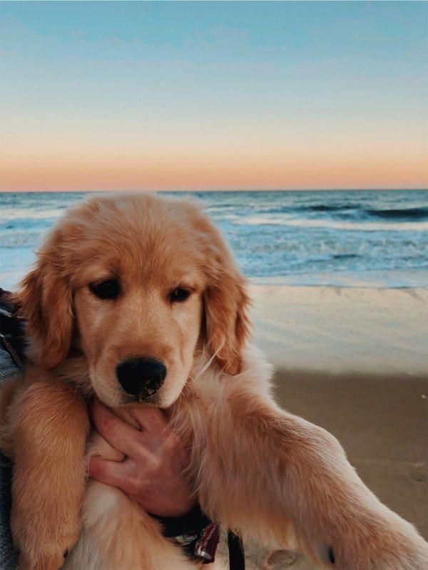 Everything About The Intelligent Golden Retriever Dogs Personality