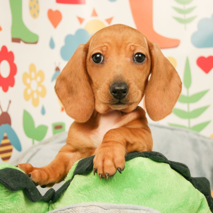 Dachshund Puppies Are Iconic With Their Unmistakable Long Backed