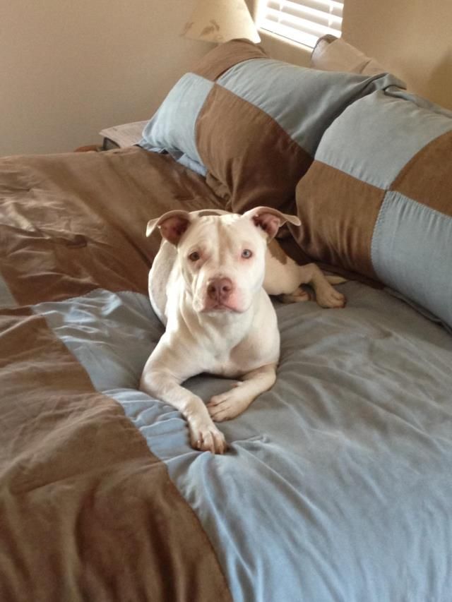 pitbull puppies las vegas die besten 25 pitbull characteristics ideen auf pitbull terrier pitbull puppies las vegas die besten 25 pitbull characteristics ideen auf pitbull terrier