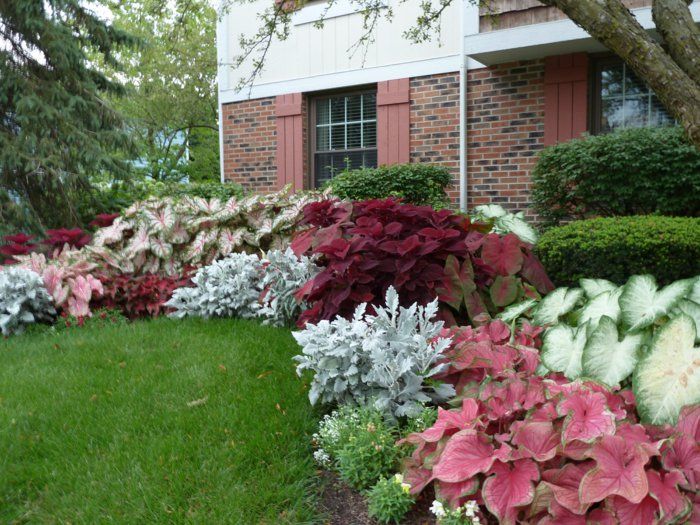 17 best Blühender Innenhof images on Pinterest Garden plants - gartenpflanzen winterhart immergrun 17 best Blühender Innenhof images on Pinterest Garden plants - gartenpflanzen winterhart immergrun