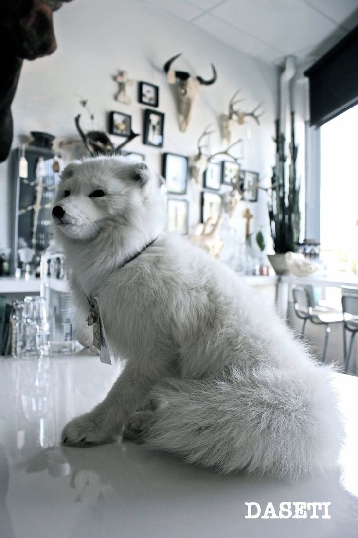 Arctic fox | Arctic fox, Arctic Arctic fox | Arctic fox, Arctic on Blue Fox Outdoor Living id=59710