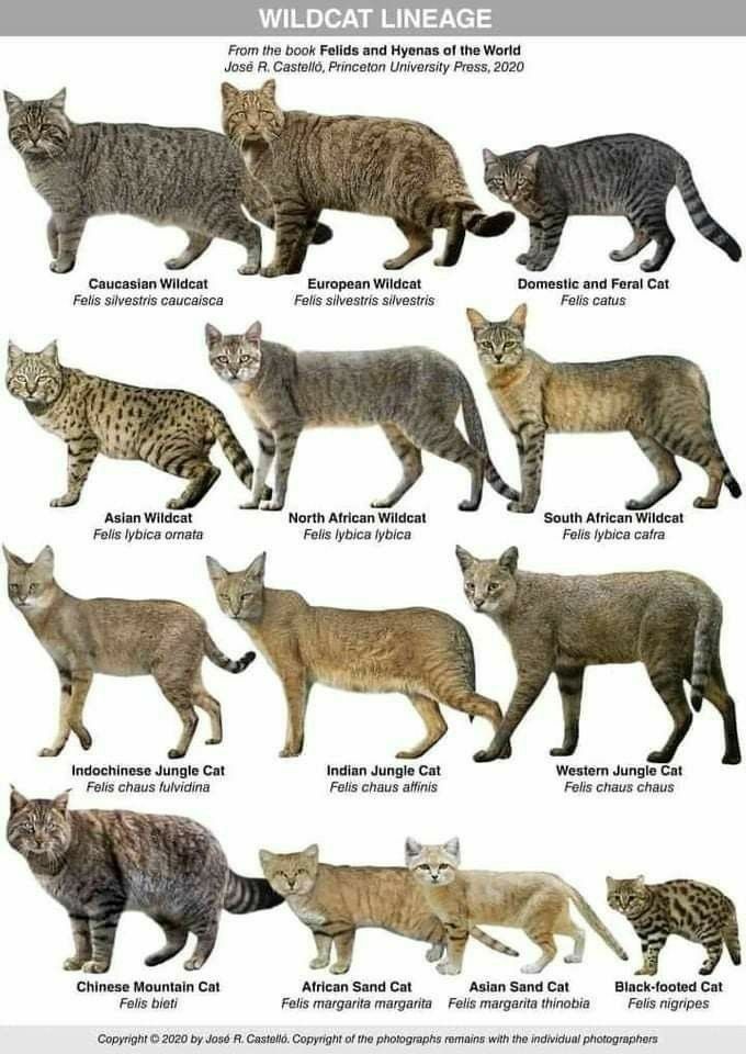 Pin Van Miranda Marien Op Katachtigen Dieren En Huisdieren Dieren pin-van-miranda-marien-op-katachtigen-dieren-en-huisdieren-dieren