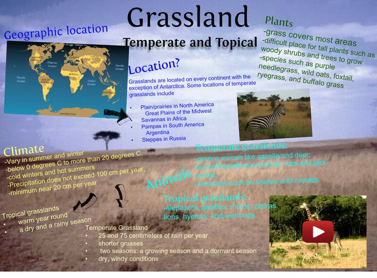 grassland ecosystem