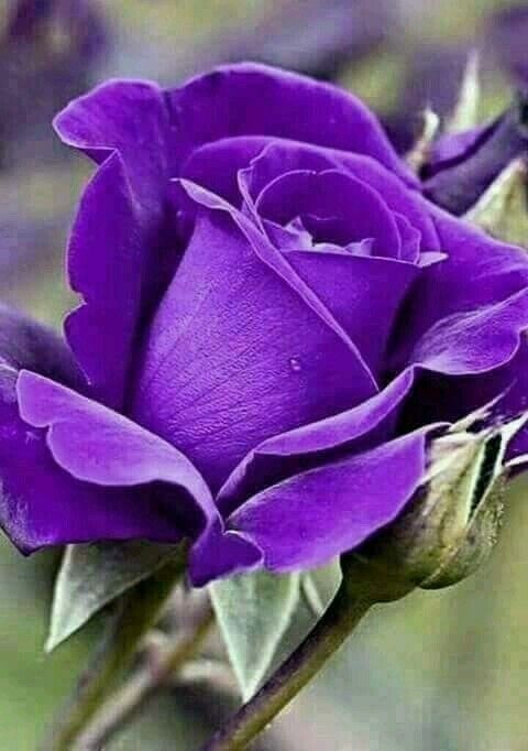 rose in violet color