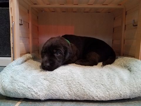 Litter Of 9 Labrador Retriever Puppies For Sale In Reading Pa
