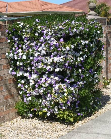 Yesterday Today And Tomorrow Plant Brunfelsia Outside Stuff Yesterday Today And Tomorrow Plant Brunfelsia Outside Stuff Plants Flowers Shrubs