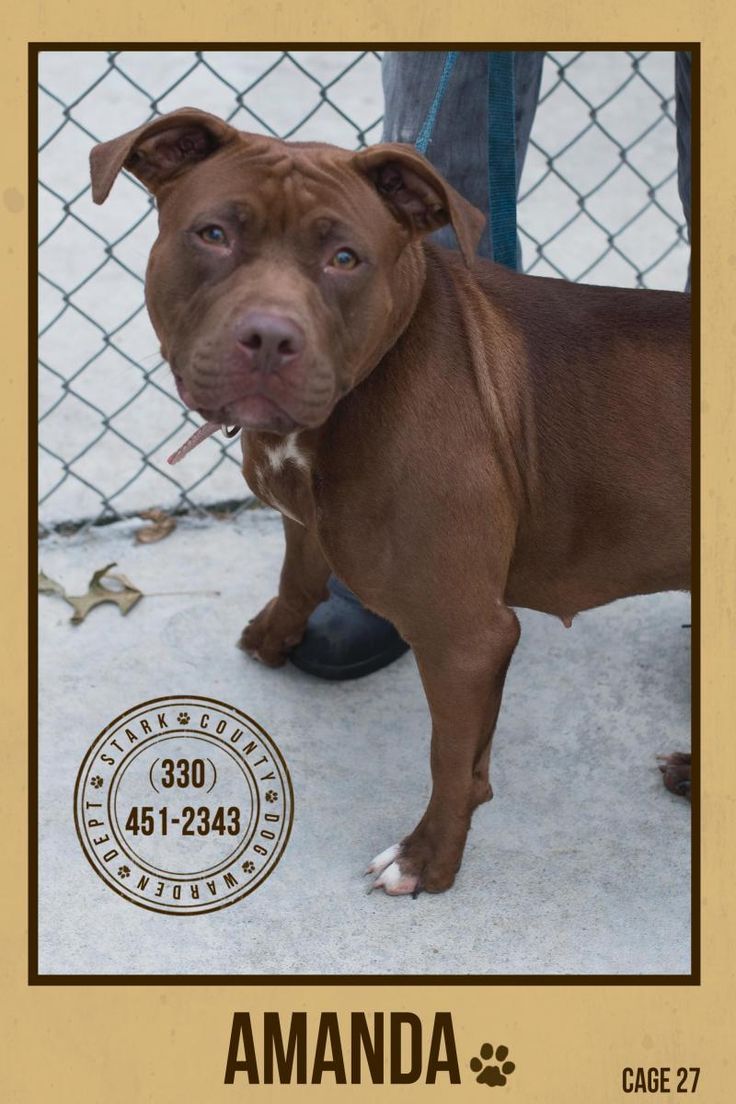 Rock Island Illinois Animal Shelter Rock Island Illinois Animal Shelter