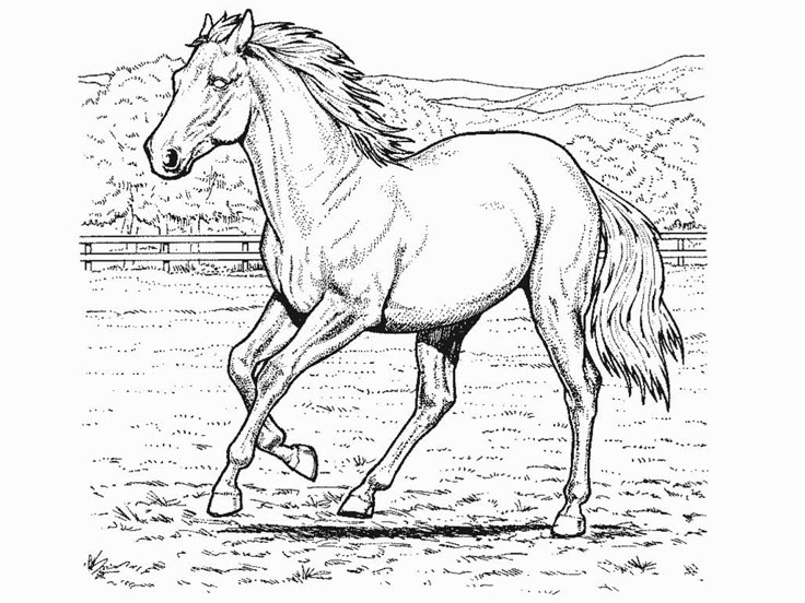 129 best HORSES COLORING PAGES images on Pinterest Coloring books - best of welsh pony coloring pages 129 best HORSES COLORING PAGES images on Pinterest Coloring books - best of welsh pony coloring pages