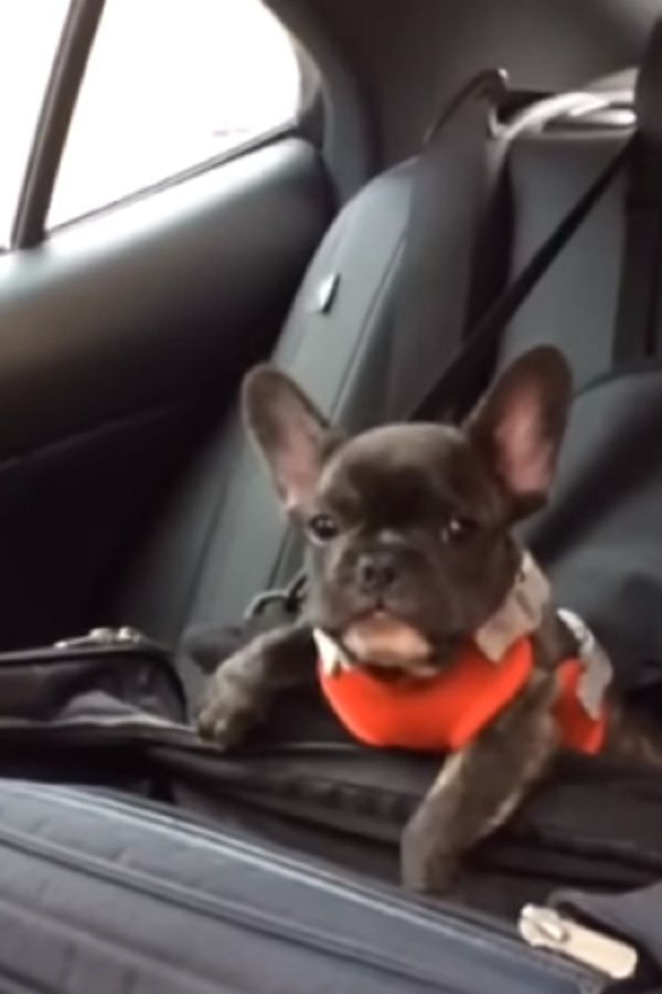 Tiny Pup Throws A Tantrum But The Best Part S Coming Up In Just 5